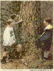 Victor seventh-graders James Houser, left, Casey Taylor, in the baseball cap, and Evan Schaefer inspect scratches imitating bear sign on the trunk of a mature pine. Victor seventh-graders James Houser, left, Casey Taylor, in the baseball cap, and Evan Schaefer inspect scratches imitating bear sign on the trunk of a mature pine.