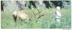 A bull elk appears to be oblivious to a child in Yellowstone Park, but that could change quickly, with tragic results for both the girl and the elk. A bull elk appears to be oblivious to a child in Yellowstone Park, but that could change quickly, with tragic results for both the girl and the elk.