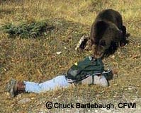 Grizzly Bear Attack, Copyright Chuck Bartlebaugh, CFWI