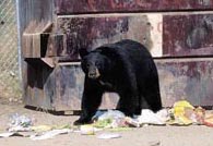 beartrash.jpg